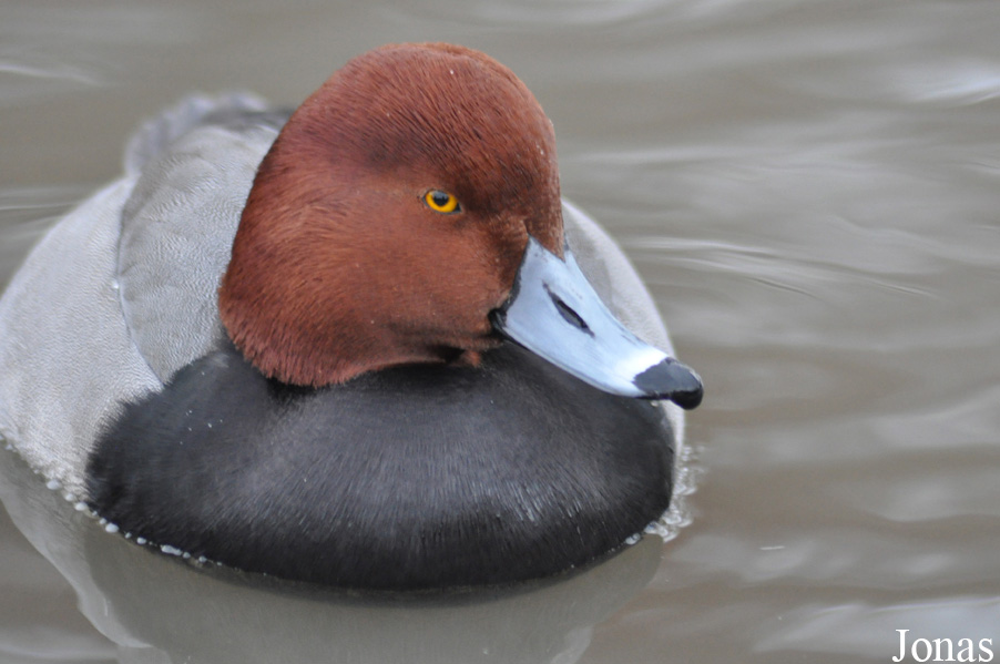 Aythya americana