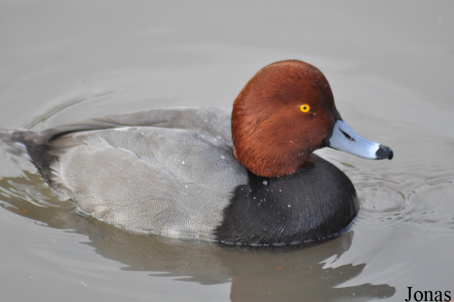 Aythya americana