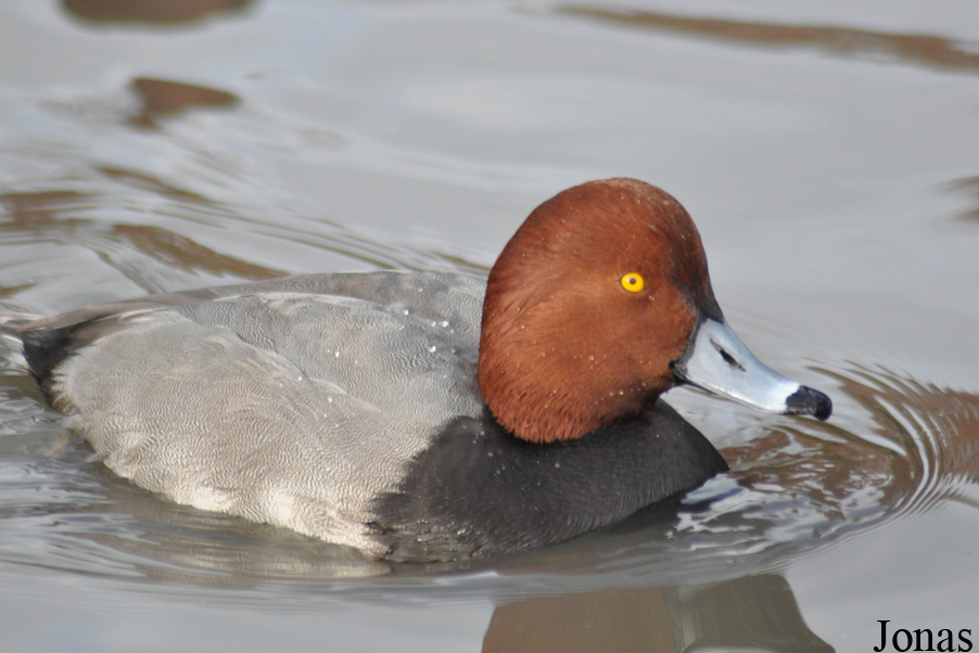 Aythya americana