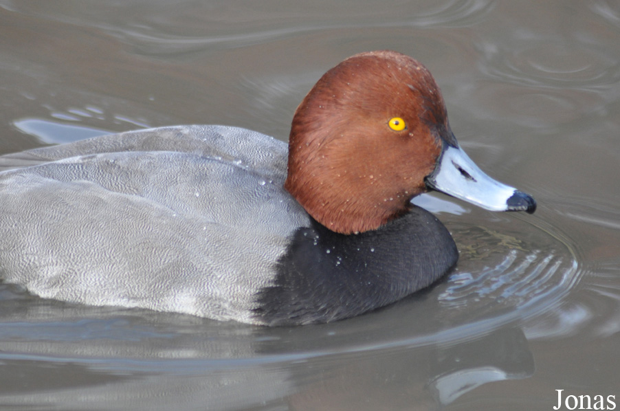 Aythya americana