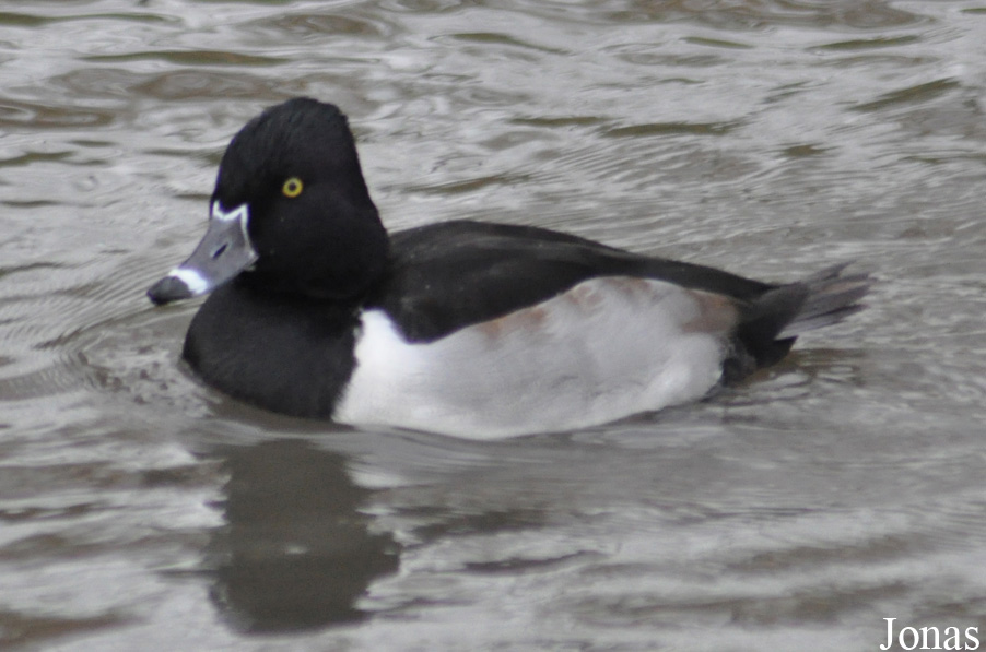 Aythya collaris