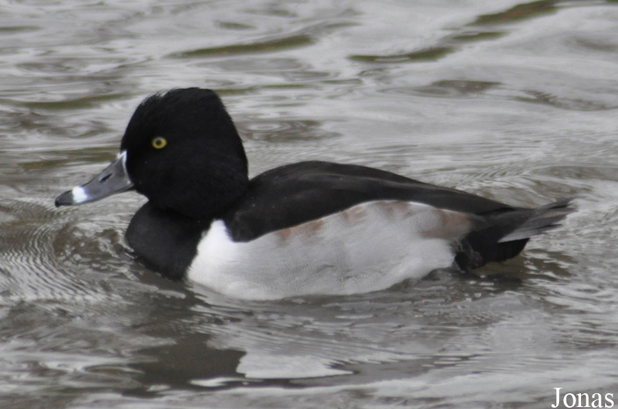 Aythya collaris