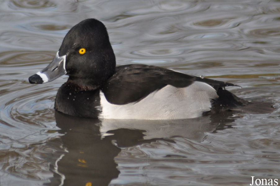 Aythya collaris