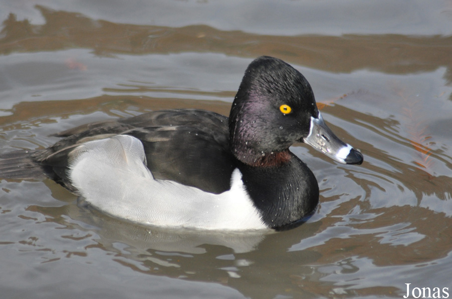 Aythya collaris