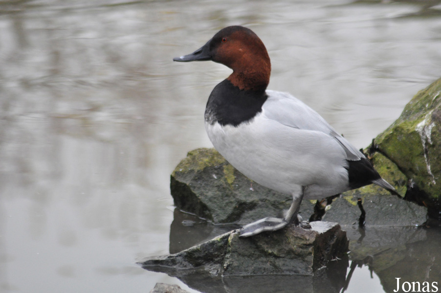 Aythya valisineria