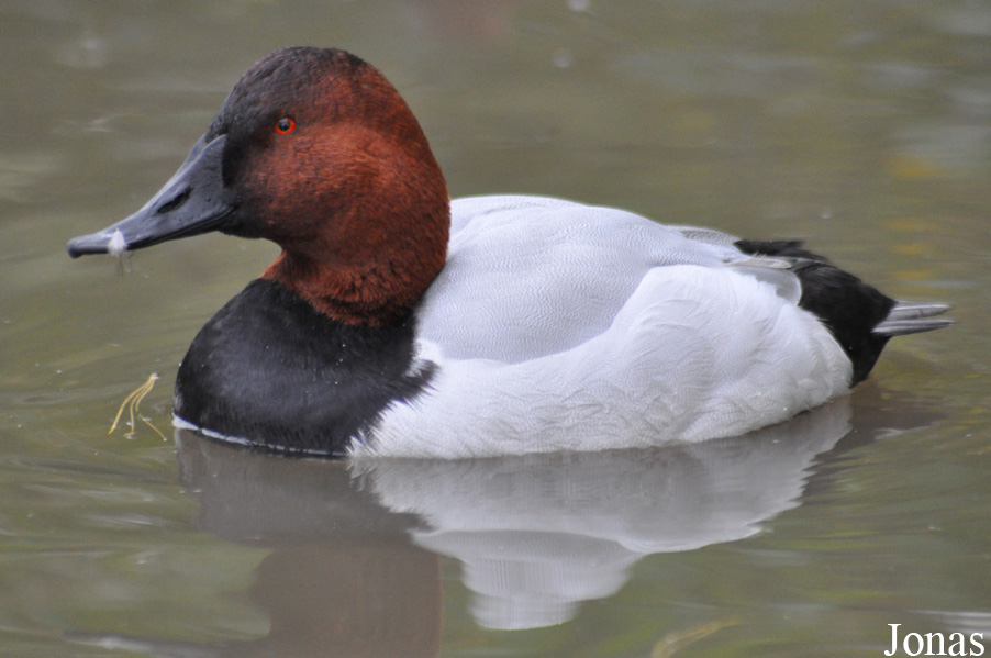 Aythya valisineria