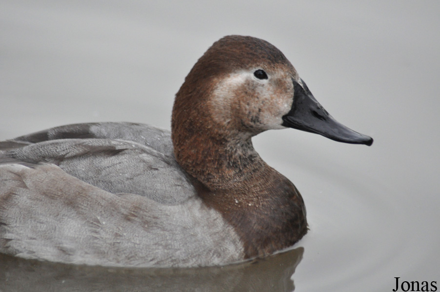 Aythya valisineria