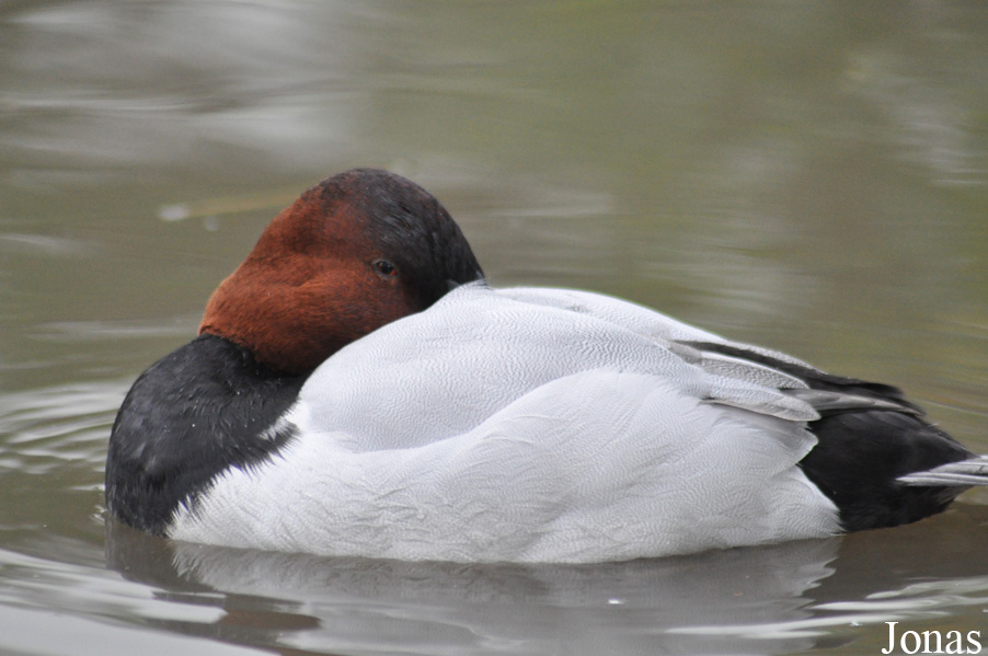 Aythya valisineria