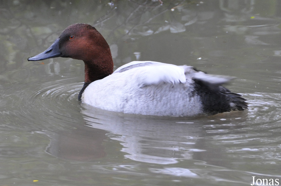 Aythya valisineria