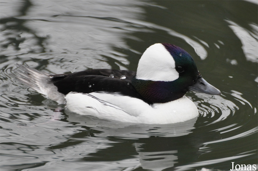 Bucephala albeola