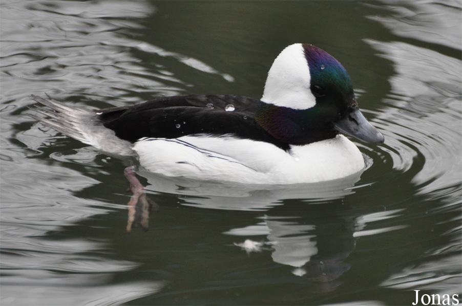 Bucephala albeola