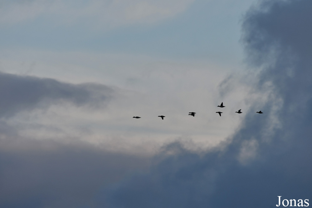 Bucephala clangula clangula / Palanga