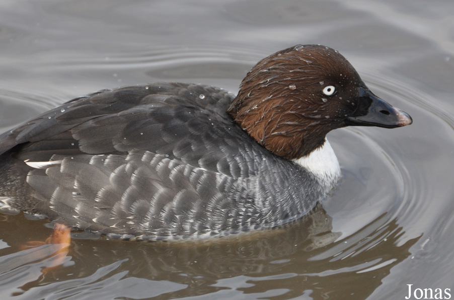 Bucephala islandica