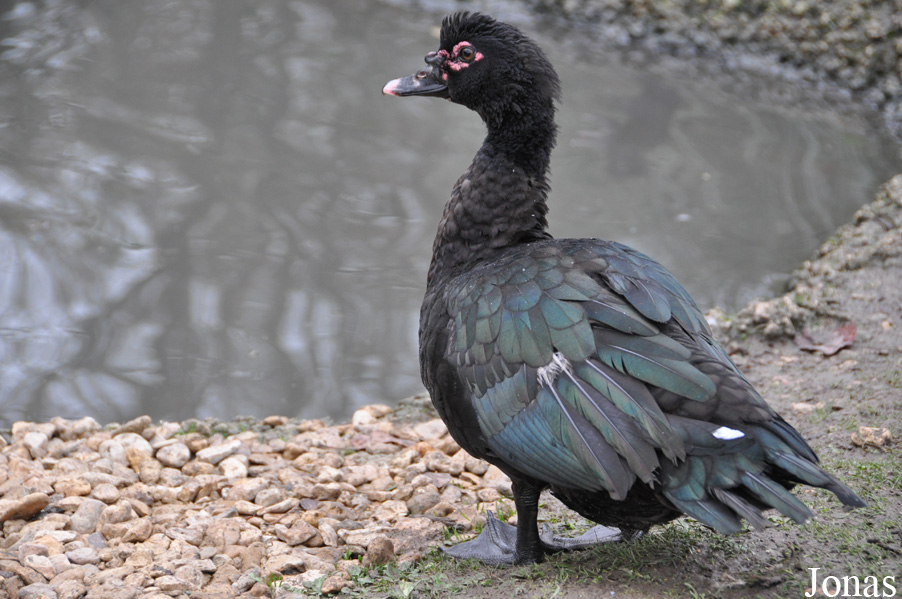 Cairina moschata