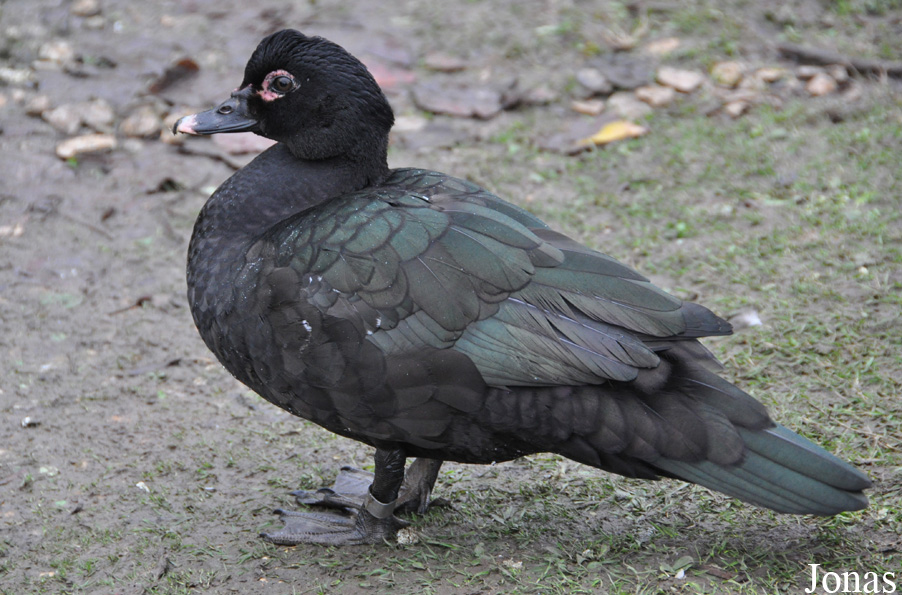 Cairina moschata