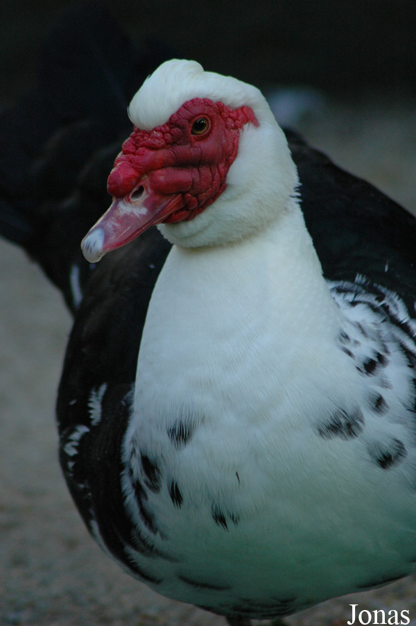 Cairina moschata