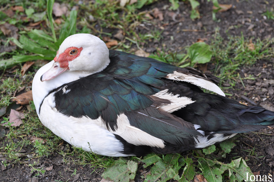 Cairina moschata