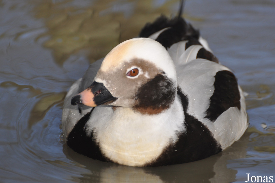 Clangula hyemalis