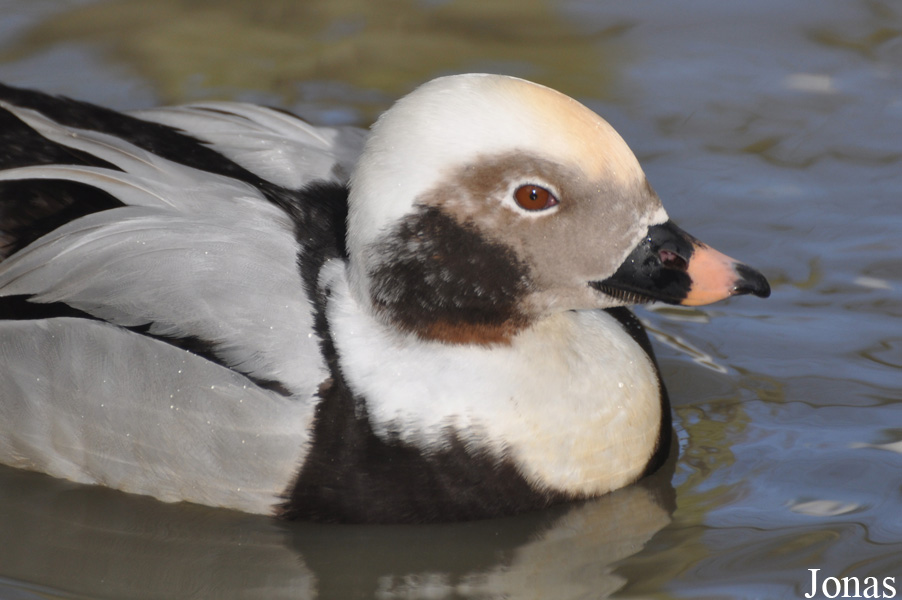 Clangula hyemalis