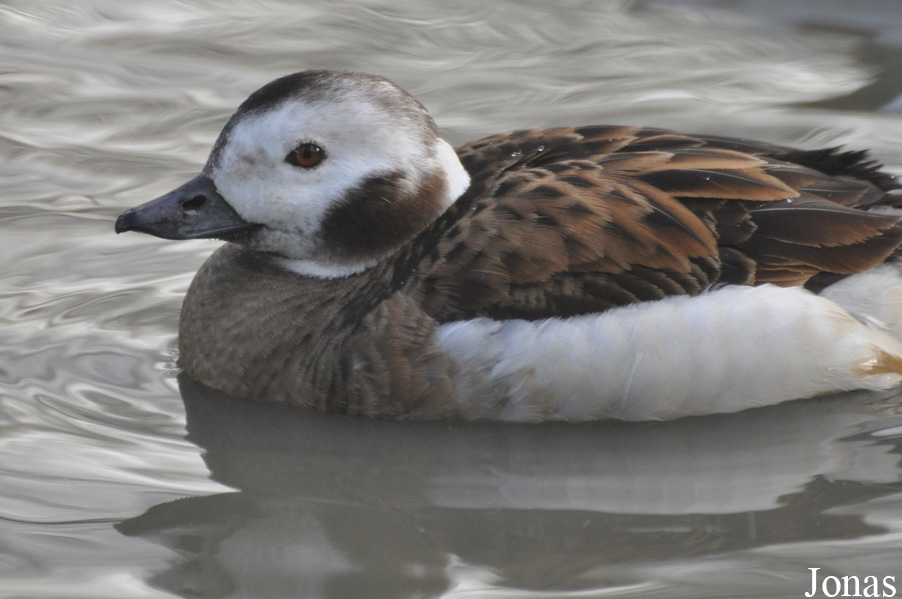 Clangula hyemalis