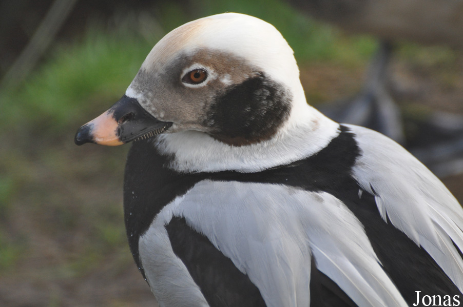 Clangula hyemalis