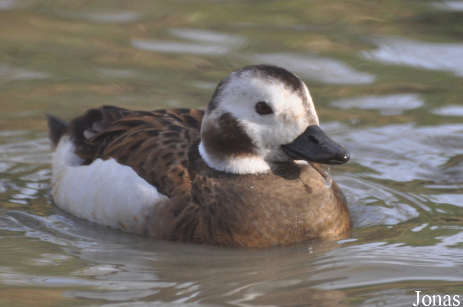 Clangula hyemalis