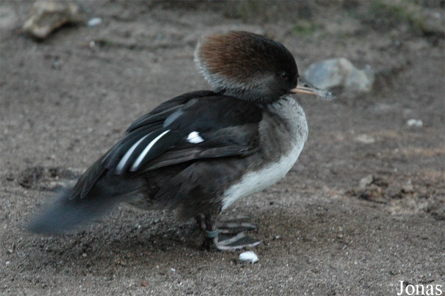 Lophodytes cucullatus