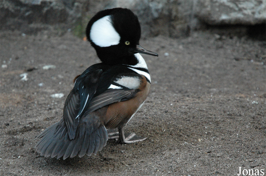 Lophodytes cucullatus