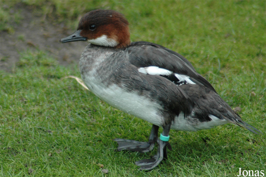 Mergellus albellus