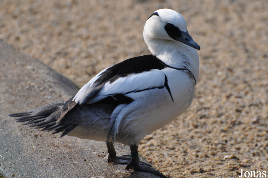 Mergellus albellus
