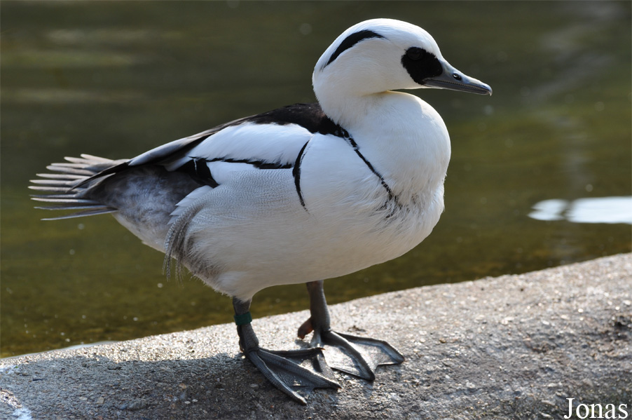Mergellus albellus