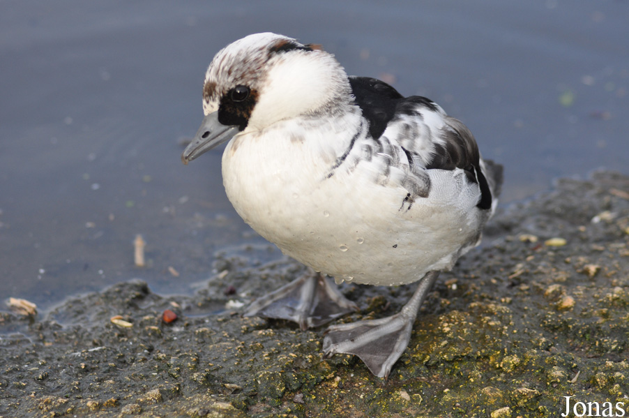 Mergellus albellus