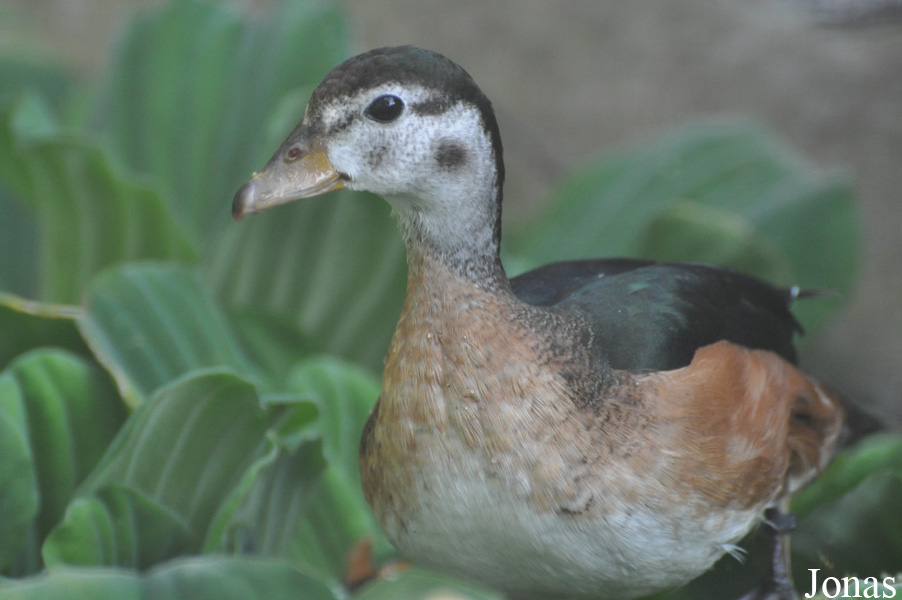 Nettapus auritus
