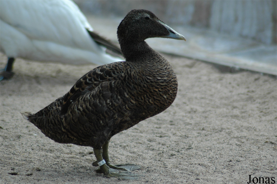 Somateria mollissima