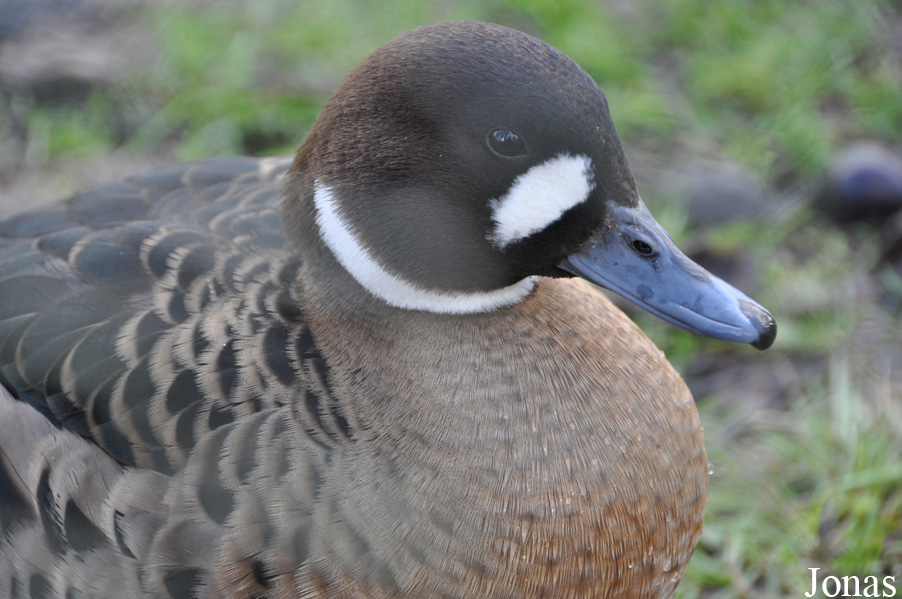 Speculanas specularis