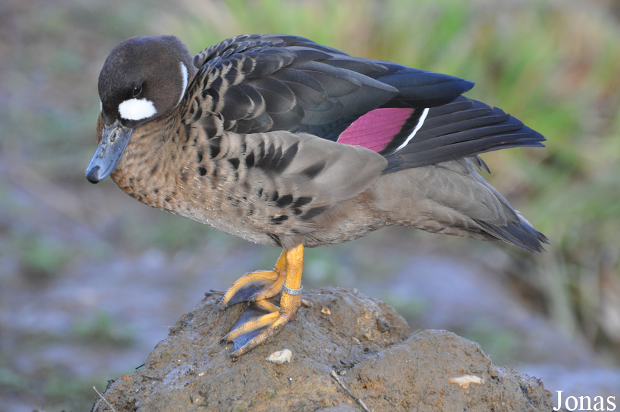Speculanas specularis