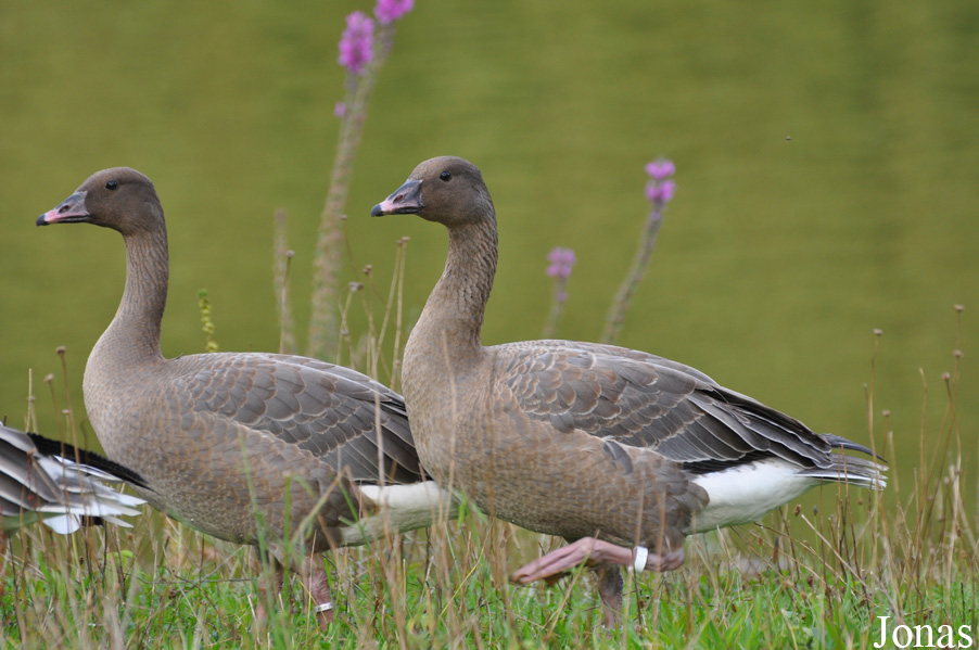 Anser brachyrhynchus