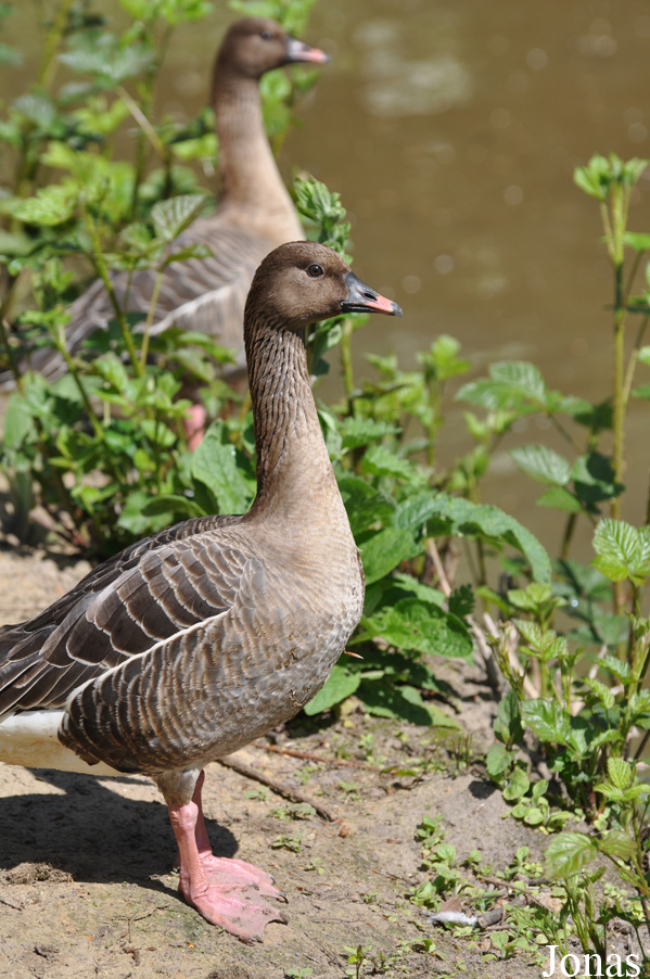 Anser brachyrhynchus