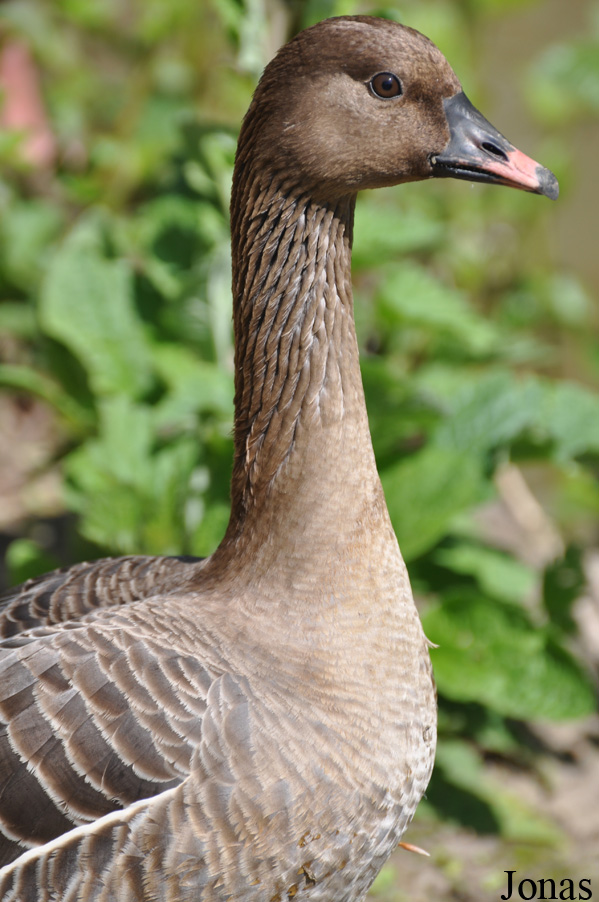Anser brachyrhynchus