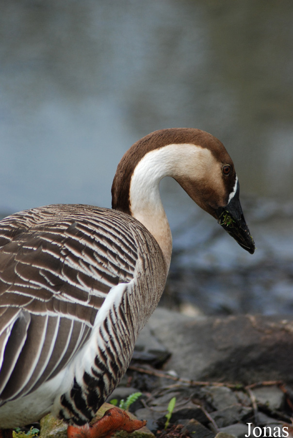 Anser cygnoides