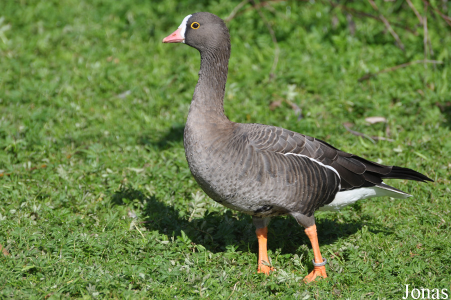 Anser erythropus