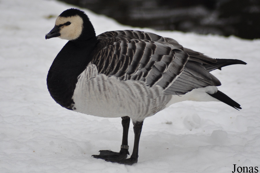 Branta leucopsis
