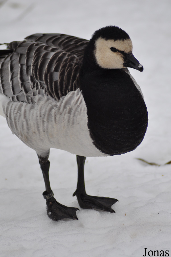 Branta leucopsis