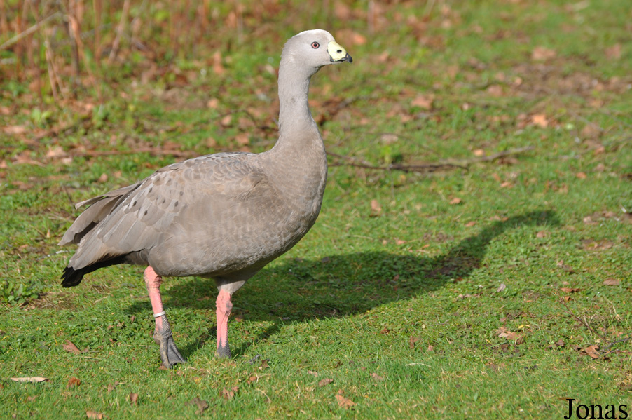 Cereopsis novaehollandiae