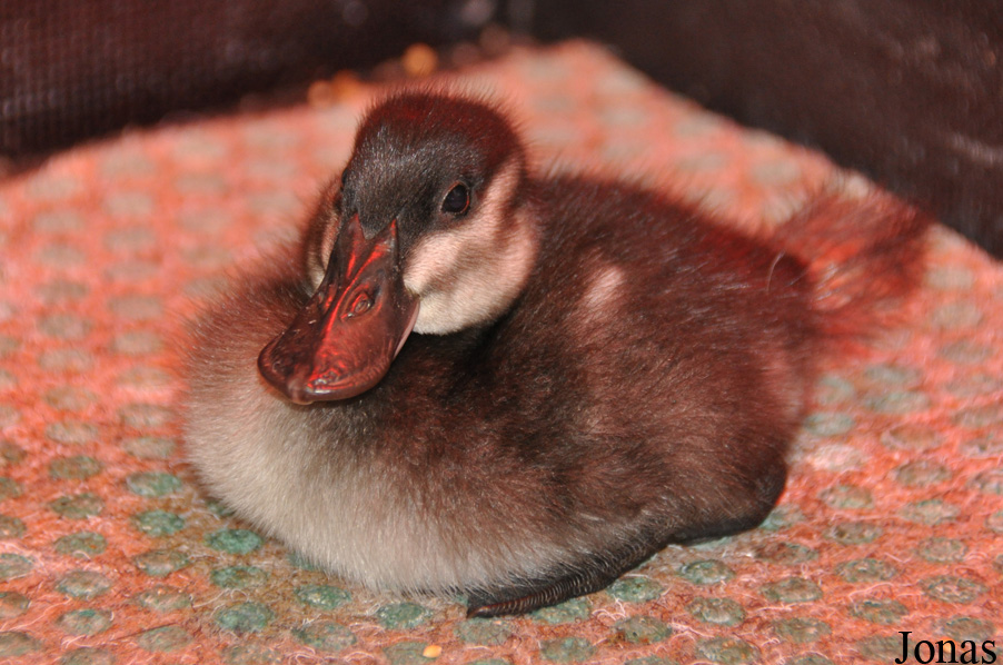Oxyura jamaicensis