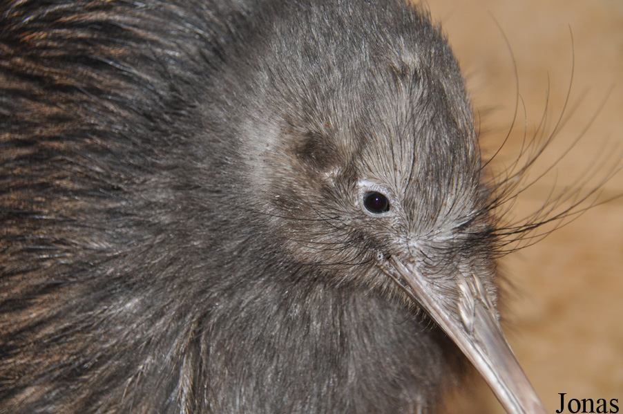 Apteryx mantelli