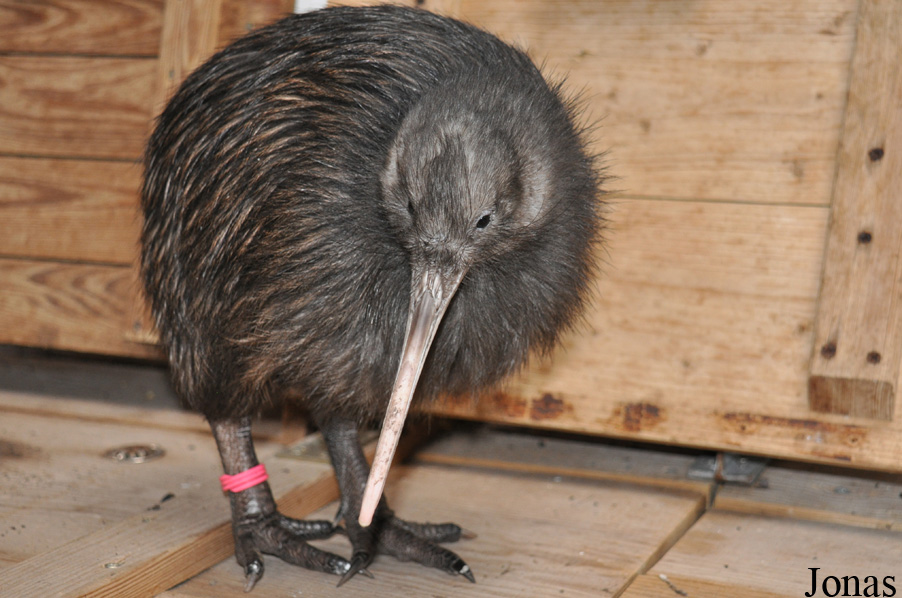 Apteryx mantelli