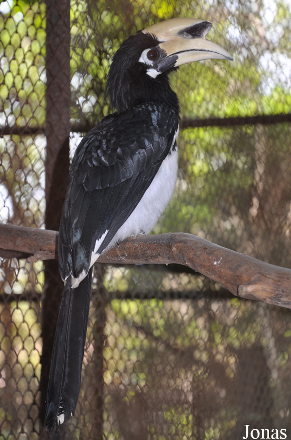 Anthracoceros albirostris