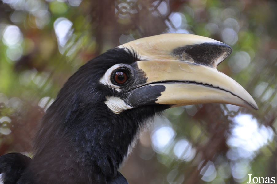 Anthracoceros albirostris