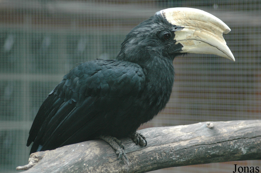 Anthracoceros malayanus